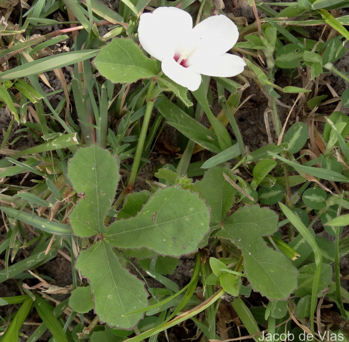 Abelmoschus ficulneus (L.) Wight & Arn.